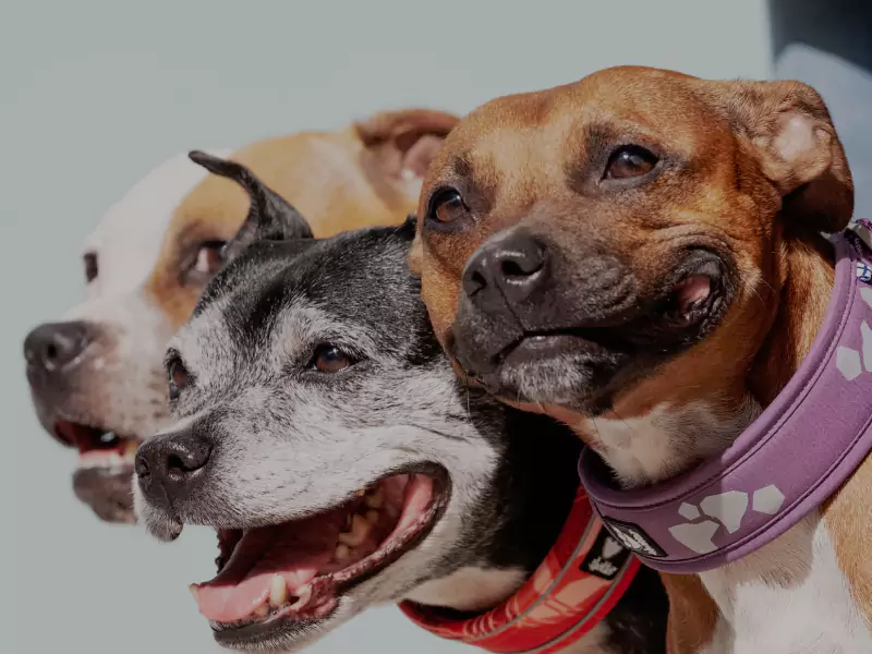 Read more about the article Nordic Pet Care Group